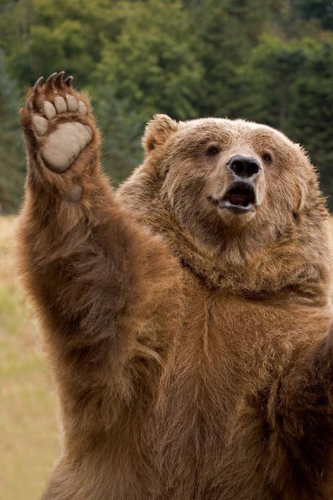 Bears who think they are hailing a cab are common in areas with poor or limited public transportation Animals, Pandas, Animal Kingdom, Kawaii, Bear, Cute Animals, Panda, Brown Bear, Love Bear