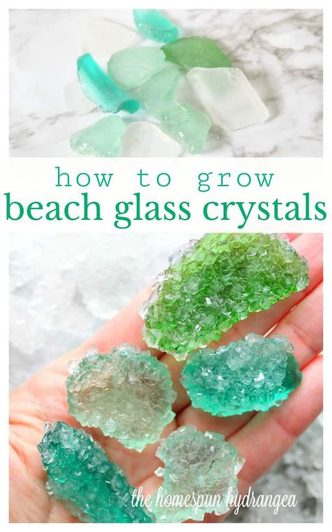 Seashells, Diy, Seashell Crafts, Sea Glass, Sea Glass Art, Growing Crystals, Hydrangea, Rocks, Borax Crystals