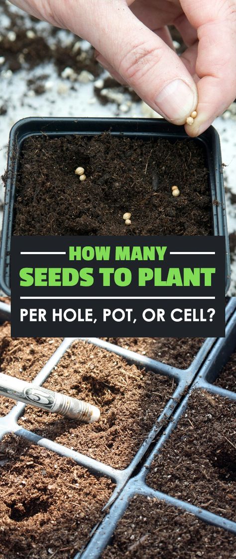 Outdoor, Planting Seeds, Seed Starting, Seed Starting Containers, Seed Saving, Gardening From Seeds, Starting Seeds Indoors, Planting Seeds Indoors, Growing Vegetables In Pots