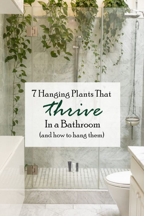 Plants, Nature, Hanging, Fun, Hanging Plants, Thrive