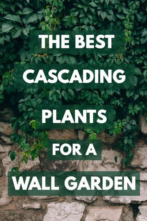 The Best Cascading Plants for a Wall Garden – Garden Tabs Outdoor, Vertical Garden Plants, Garden Plants, Outdoor Plants, Garden Vines, Vertical Garden Diy, Outdoor Gardens, Outdoor Shade, Vertical Garden