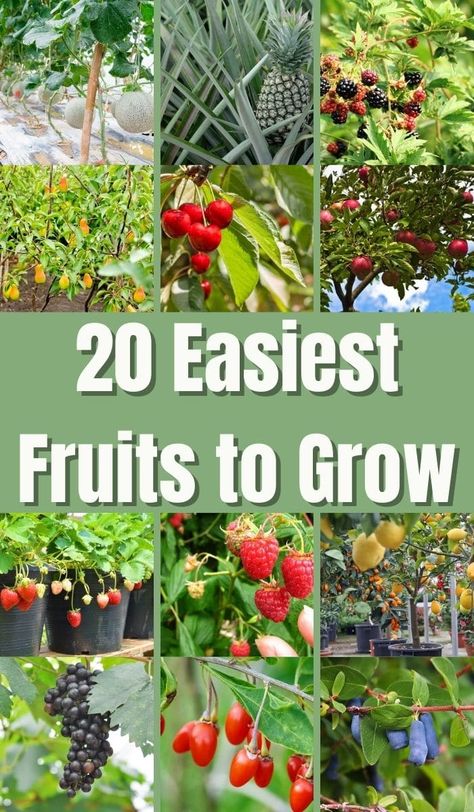 Find out how to grow fruit in your very own garden. Learn which fruits are super simple to nurture, and how to look after them. Small Garden Layout, Fruit Tree Garden, Growing Vegetables In Pots, Growing Fruit Trees, Vegetable Garden Diy, Vegetable Garden For Beginners, Apple Trees, Summer Fruits, Garden Veggies