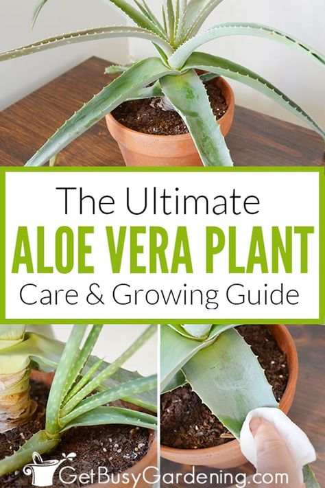 Garden Care, Gardening, Outdoor, Nutrition, Cactus, Aloe Plant Care, Aloe Vera Plant Indoor, Aloe Vera Plant, Growing Aloe Vera