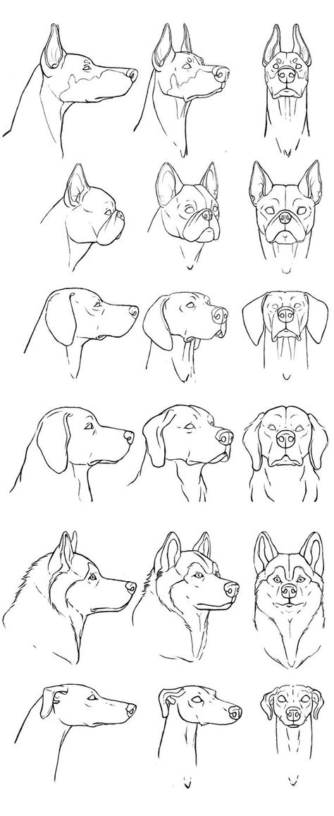 Canine Drawing, How To Draw Dogs, Dog Drawing Tutorial, Dog Sketch, Dog Drawing, How To Draw Animals, Dog Anatomy, Dog Sketches, Canine