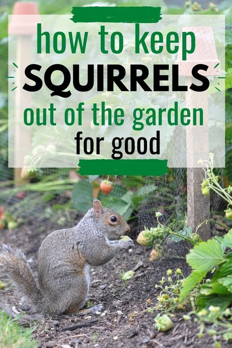 Inspiration, Nature, Outdoor, Squirrel Proof Bird Feeders, Get Rid Of Squirrels, Squirrel Repellant, Squirrel Proof Garden, Garden Pests, Garden Bugs