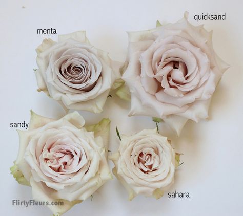 Flirty Fleurs Beige Rose Study - Sandy, Menta, Quicksand and Sahara - with roses from Mayesh Wholesale Floral, Gardening, Bouquets, Flora, Rose Varieties, Blush Roses, Blooming Rose, Wholesale Roses, Rose Flower
