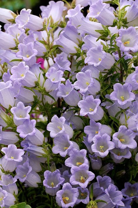 Icy lavender-blue flowers crowd the stems of Campanula incurva on 2-year-old plants. Monocarpic, the plant dies after  blooming.  Photo: courtesy of Annie’s Annuals Floral, Hoa, Beautiful, Bunga, Mor, Pretty Flowers, Flores, Bloemen, Cool Flowers
