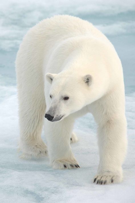 Pet Birds, Polar Bear On Ice, Polar Bear, Animals Wild, Polar Bear Paw, Arctic Animals, Polar Animals, Bear, White Polar Bear