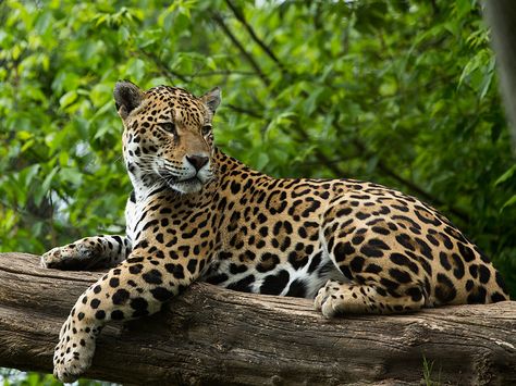 Big Cats, Jaguar, Jaguar Animal, Jaguar Pictures, Wild Cats, Pet Birds, Gatos, Mammals, Animals Wild