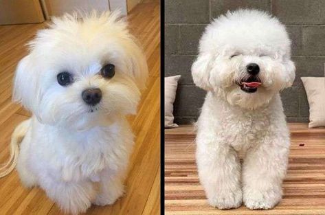 Differences Between Bichon Frise and Bichon Maltese Maltese, Dog Breeds, Bichon Frise, Bichon Frise Dogs, Bichon Frise Puppy, Bichon Bolognese, Bichon, Bichons, Perros