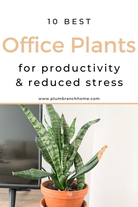 best office plants Gardening, Best Office Plants, Best Plants For Office, Best Desk Plants, Plants For Office, Plants For Office Desk, Office Plants Ideas Desk Areas, Office Plants, Wellness Room