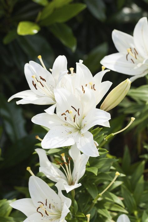 Planting Flowers, Lily Plant Care, White Lily Flower, Lily Bulbs, White Lilies, Trumpet Lily, Lily Plants, Flower Garden, Lily Garden