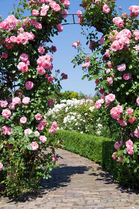 We don't know where this path will lead but with this entrance, we'll follow it anywhere. Garden Care, Garden Decor, Garden Arches, Garden Inspiration, Garden Vines, Garden Arch, Garden Gates, Garden Landscaping, Outdoor Gardens