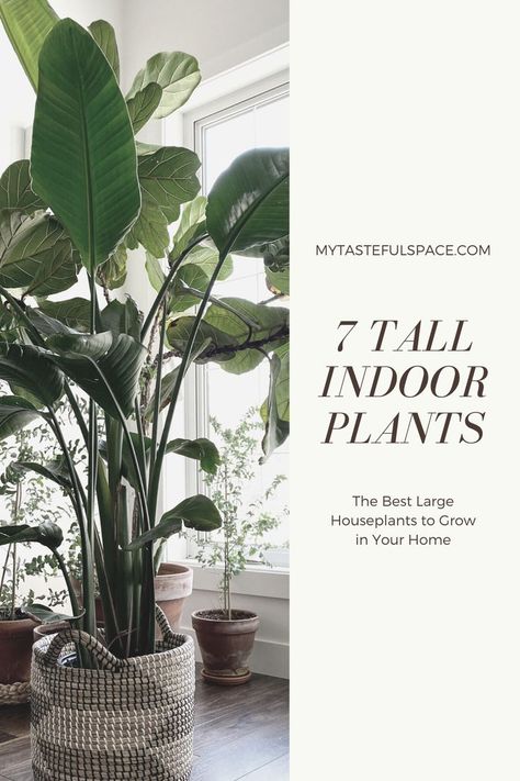 7 Best indoor trees, tall and large houseplants that are easy to grow and maintain in your home. #tallindoorplants #indoortrees #largehouseplants #largeindoorplants #homedecor #lowmaintenanceplants #easyindoorplants #hardtokillplants Home Décor, House Plants, Best Indoor Plants, Large Indoor Plants, House Plants Indoor, Best Indoor Trees, Houseplants, Indoor Plants, Tall Indoor Plants