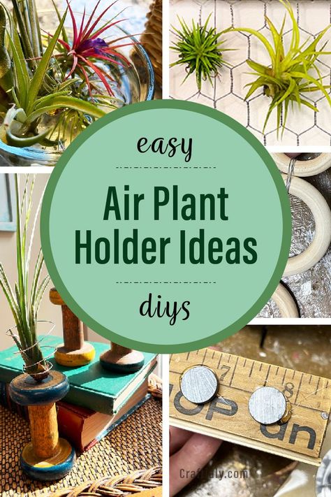 Diy, Decoration, Air Plant Holder, Air Plants Diy, Air Plants Diy Display, Diy Plant Hanger, Hanging Air Plants Diy, Air Plants Care, Diy Plants