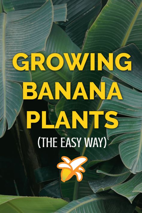 Gardening, Growing Vegetables, Planting Flowers, Growing Fruit Trees, Grow Banana Tree, Growing Plants, Banana Plant Care, How To Grow Bananas, Banana Plant Indoor