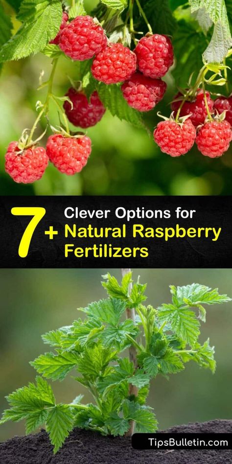 Gardening, Inspiration, Fruit, Growing Fruit, Fertilizer For Plants, Natural Fertilizer, Natural Plant Food, Raspberry Plants, Fertilizer