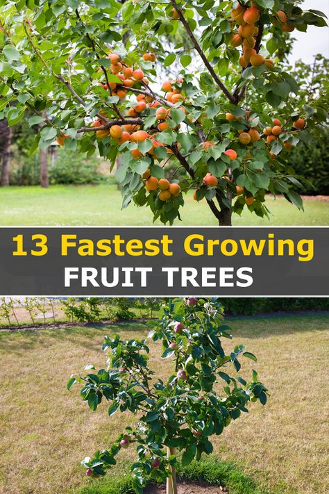 Looking to plant fruit trees in your garden? Check out this list of the 13 fastest growing fruit trees that will yield delicious fruit in just two years! From citrus to apples, there's something on this list for everyone. So get planting and enjoy fresh fruit right from your own backyard! Growing Vegetables, Fruit, Texas, Outdoor, Fast Growing Fruit Trees, Planting Fruit Trees, Growing Fruit Trees, Planting Apple Trees, Growing Fruit