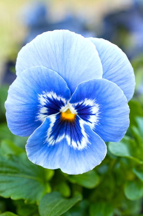 Blue Pansy Flora, Purple Flowers, Floral, Flowers Garden, Blue Spring Flowers, Pansy Flower, Pansies Flowers, Purple Pansy, Pink Flowers