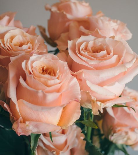 This is Shimmer. On of our beautiful new peach varieties with huses of peach and soft pink. Pantone, Hochzeit, Bodas, Hoa, Rose, Bouquet, Boda, Rose Bouquet, Pretty Flowers