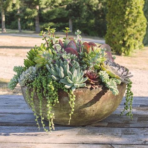 #succulents #plants #garden #gardendesign #gardeningtips #planters #onlineshopping #buynow #shop #shopping #plantsale Planting Flowers, Succulent Landscaping, Succulent Garden Design, Succulent Garden Diy, Succulent Pots, Succulent Gardening, Garden Pots, Outdoor Plants, Garden Containers