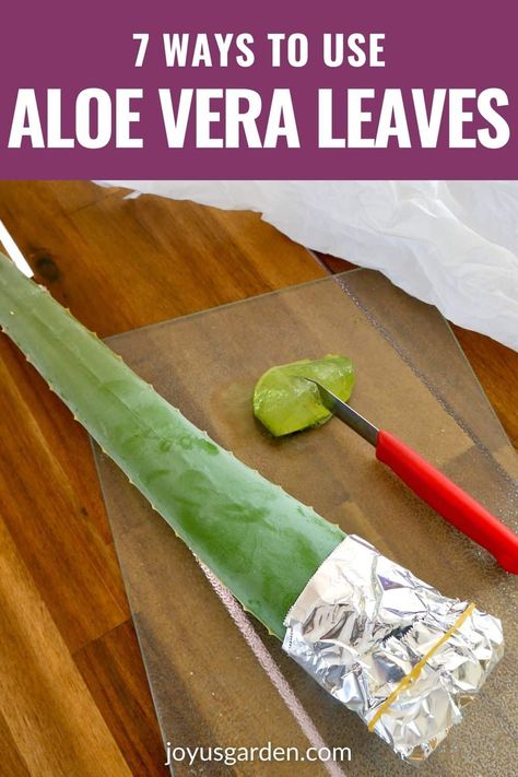Are you looking for ways to use Aloe vera leaves? These 7 Aloe vera plant uses include Aloe vera uses, fresh Aloe vera leaves uses, how to use Aloe vera, how to use Aloe vera gel, how to use Aloe vera plant, & what to use Aloe vera for. Find out the benefits of fresh Aloe vera gel, Aloe vera, benefits of Aloe vera plant in home, if can you use Aloe vera straight from the plant, how to cut Aloe vera, how to keep Aloe vera leaves fresh, how to store Aloe vera, & how to store fresh Aloe vera. Fitness, Gardening, Nutrition, Diet And Nutrition, What Is Aloe Vera, Aloe Vera Uses, Aloe Vera Benefits, Aloe Vera Leaf, Aloe Vera Recipes
