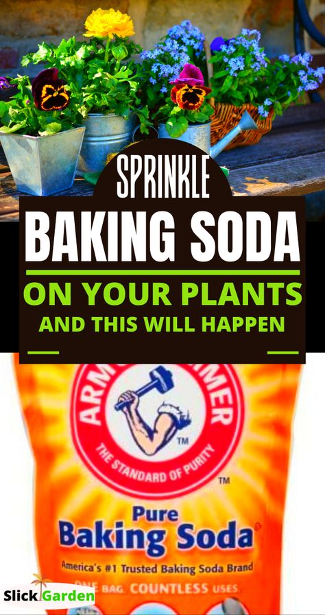 Compost, Pop, Gardening, Uses Of Baking Soda, Uses For Baking Soda, Baking Soda Uses, Baking Soda Water, Baking Soda Benefits, Baking Soda Shampoo Recipe