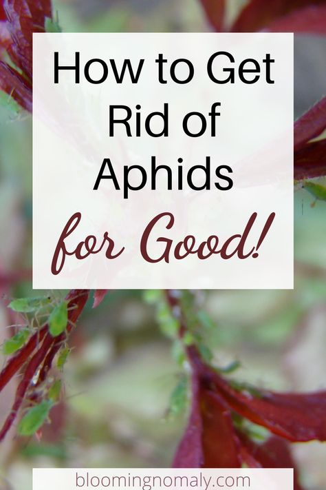 Gardening, Get Rid Of Aphids, How To Kill Aphids, Organic Gardening Pest Control, Aphid Spray Homemade, Garden Pest Control, Aphids On Plants, Pests, Lawn Pests