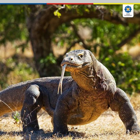 ASEAN Foundation on Instagram: “Komodo dragons are a particularly dangerous species of large monitor lizards native to Indonesia. Here is a fun fact about Komodo dragons:…” Drake, Komodo, Indonesia, Ilustrasi, Weird Animals, Young Animal, Mammals, Animais, Lizard Pose