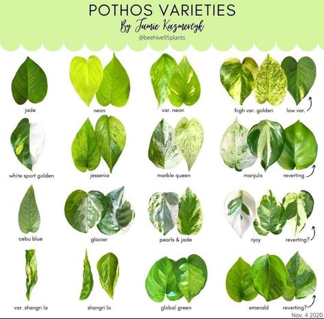 Planting Flowers, Philodendron, Types Of Plants, Plant Species, Pathos Plant, Variegated Plants, Pothos Plant, Plant Identification, Plant Leaf Identification