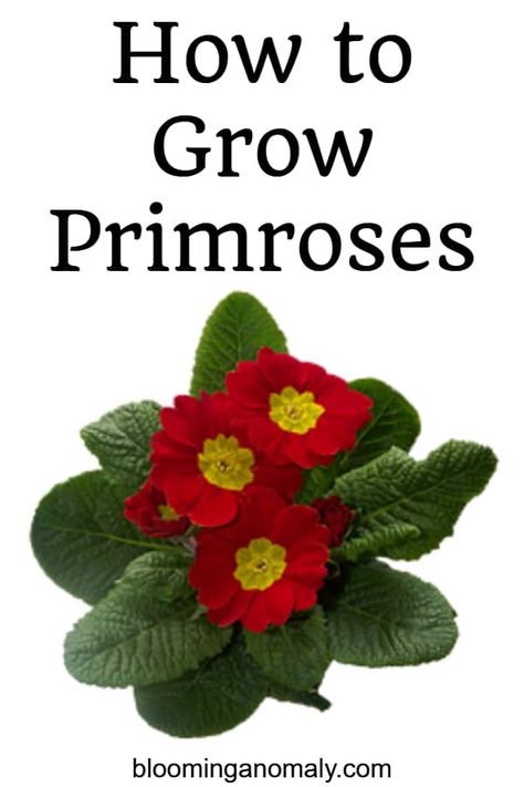 How to Grow Primroses Planting Flowers, Primrose Plant, Growing Plants, Potted Hydrangea Care, Growing Plants Indoors, Growing Indoors, Seedlings, Hydrangea Potted, Hydrangea Care