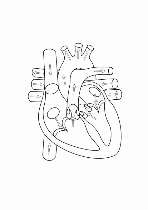 Blank Heart Diagrams Diagram Link - Heart Diagram Drawing