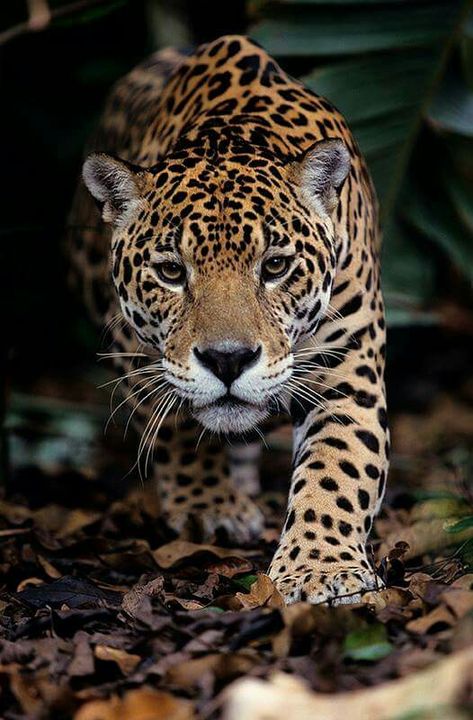 Cheetahs, Leopards, Jaguar Animal, Rita, Serval, Gatos, Aslan, Cheetah, Mammals