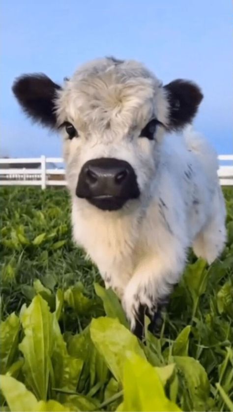 50 Adorable Animals That Might Brighten Up Your Day (New Pics) Perros, Cute Animals Puppies, Dieren, Cute Cows, Fluffy Animals, Cute Animal Photos, Animaux, Cow Pictures, Pretty Animals