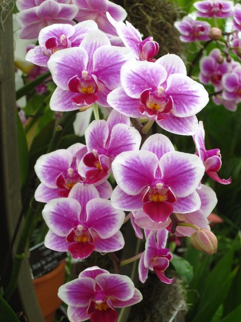 Inspiration, Planting Flowers, Gardening, Orchid Care, Orchid Roots, Orchid Flower, Orchid Plants, Orchid Plant Care, Phalaenopsis Orchid