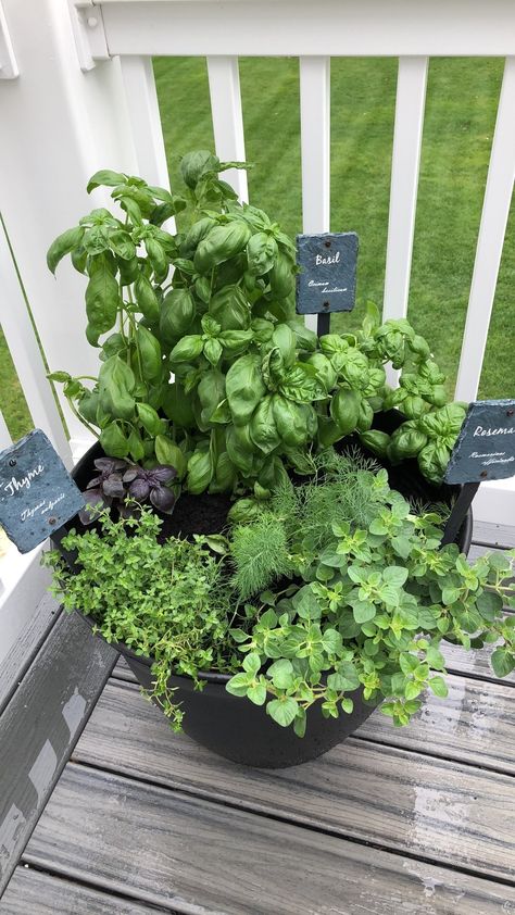 Herb Garden, Exterior, Gardening, Herb Garden Pots, Herb Garden In Kitchen, Small Herb Gardens, Herb Planters, Herb Pots, Basil Garden