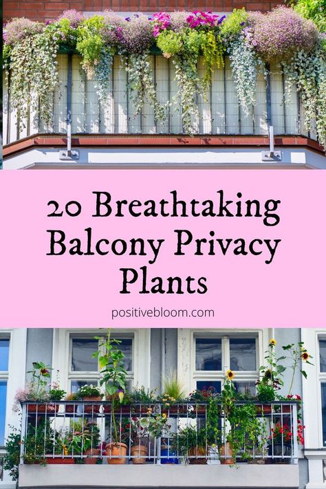 Check out these twenty balcony privacy plants, learn more about their basic requirements, and find out how to choose the best one for your terrace. Terrace Garden, Balcony Privacy Plants, Privacy Plants, Balcony Privacy, Balcony Plants, Outdoor Plants, Terrace Garden Ideas, Small Balcony Garden, Natural Fence