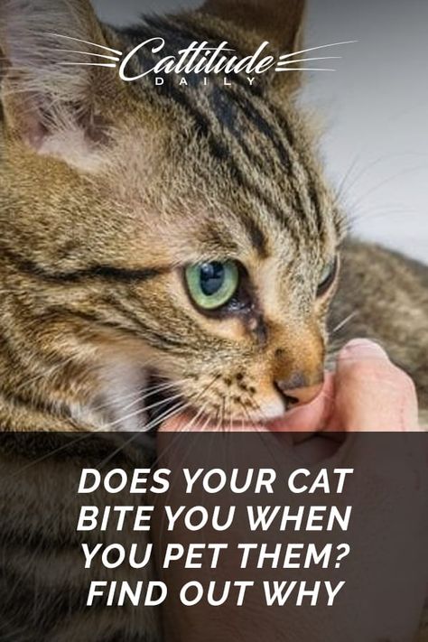 Does Your Cat Bite You When You Pet Them? Find Out Why Cat Breeds, Cat Behavior, Cat Facts, Cat Owners, Cat Health, Cat Care, Cat Care Tips, Cats Tabby, Cats Adorable