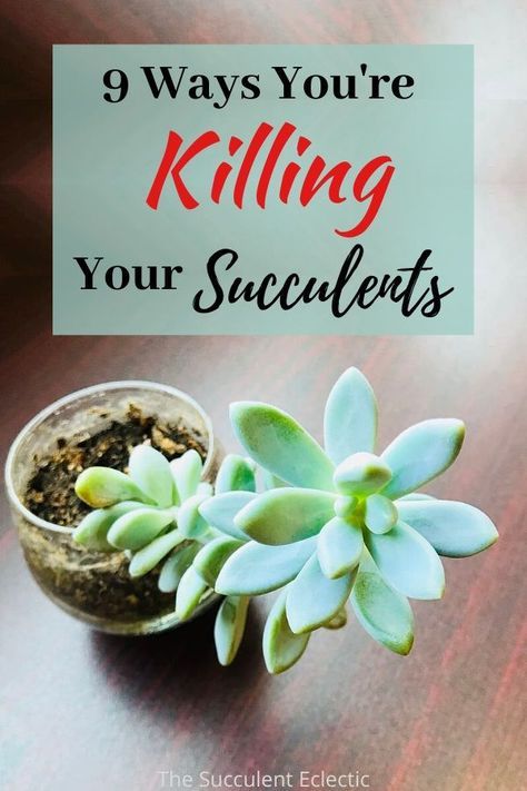 Terrariums, Caring For Succulents Indoor, Taking Care Of Succulents, How To Replant Succulents, Growing Succulents, Succulent Care, Types Of Succulents, Succulent Care Indoor, Planting Succulents