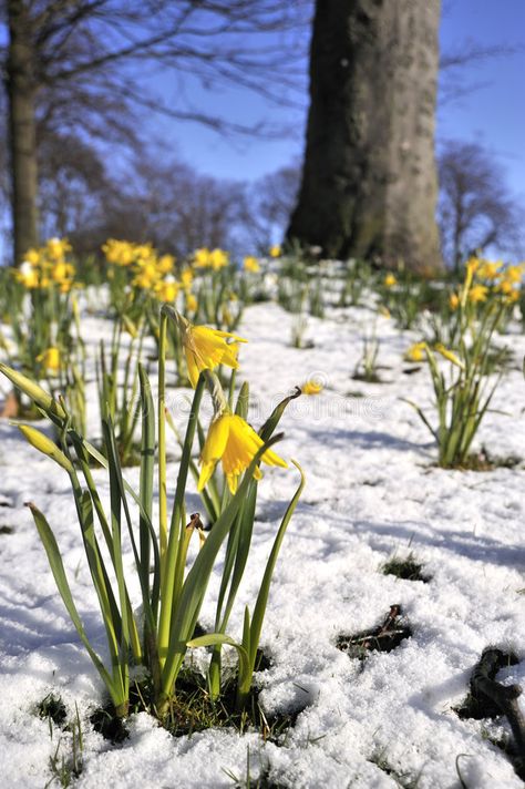 Daffodill in Spring Snow. Spring Yellow Daffodills in Melting Snow #Sponsored , #SPONSORED, #AD, #Spring, #Melting, #Daffodills, #Daffodill Ideas, Unique, Rare, Fondos De Pantalla