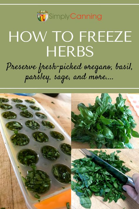 Pesto, Sauces, Gardening, Healthy Recipes, Herb Recipes, Food Storage, Freeze, Preserve Fresh Herbs, Freezing Herbs