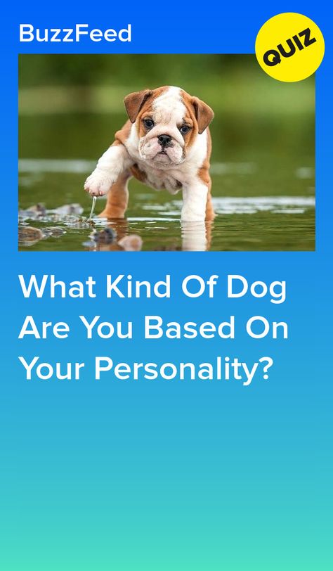 Milan, Diy, Humour, Dog Quizzes, Dog Personality, Dog Quiz, Which Dog Are You, Kinds Of Dogs, What Animal Are You