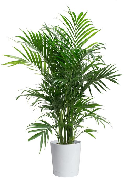Planting Flowers, Indore, Home Décor, Design, Garden Plant Pots, Potted Palms, Palm Plant Indoor, Garden Plants, Best Indoor Plants
