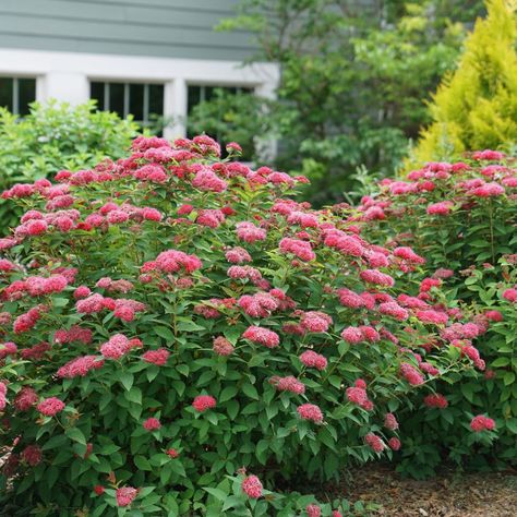 17 Drought-Tolerant Plants That Thrive In Tough Soil Planting In Sand Soil, Drought Tolerant Plants, Drought Tolerant, Drought Tolerant Shrubs, Drought Tolerant Garden, Drought Tolerant Perennials, Heat Tolerant Plants, Drought Tolerant Landscape, Planting In Sandy Soil