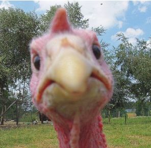 Angry Turkey: What?! You mean you're not vegan? - Well Gal  #thanksgiving #humor #vegan #turkey #wellgal Humour, Thanksgiving, Turkey Photos, Turkey Jokes, Thanksgiving Turkey Pictures, Turkey Meme, Funny Turkey Pictures, Funny Turkey, Thanksgiving America