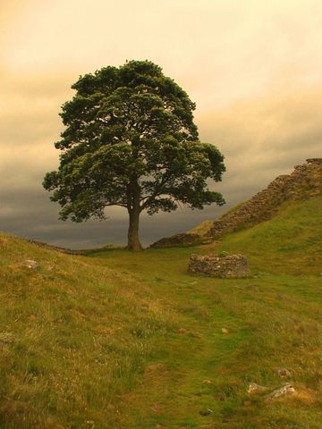 Robin Hood Tree, Hadrian’s Wall. Take time to discover new things. From Top 10 tips for keeping your energy up while traveling Nature, Sycamore Tree, Single Tree, Nature Tree, Landscape Trees, Tree Photography, Hadrian's Wall, Hadrians Wall, Tree