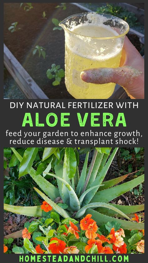 Did you know that aloe vera can be just as useful for plants as it is for human health? Come learn how to make natural, homemade fertilizer using aloe vera (fresh or powder) to increase plant growth and disease resistance, reduce transplant shock, and more! #organicgardening #gardentips #gardening #aloevera #organicfertilizer Nutrition, Compost, Homemade Plant Fertilizer, Homemade Fertilizer For Plants, Diy Plant Fertilizer How To Make, Natural Plant Fertilizer, Plant Fertilizer Diy, Aloe Vera Plant, Fertilizer For Plants