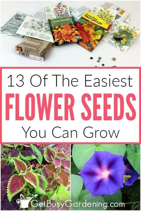 Do you need to find some easy, shady annual flowers to fill a garden bed? Or want to plant some bee-friendly annuals to help bring pollinators to your garden? Check out this list of 13 easy annuals to grow for suggestions on seeds that even a beginner can take care of. I’ve included my favorite direct sow and indoor start annual flower seeds and shared advice on each, including the best time for planting, the varieties I most recommend, and other tips to help you pick the right ones for you. Planting Flowers, Art, Grow Flower Seeds, Growing Seeds, Planting Flowers From Seeds, Shade Annuals, Flower Seeds Packets, Growing Flowers, Easy To Grow Flowers