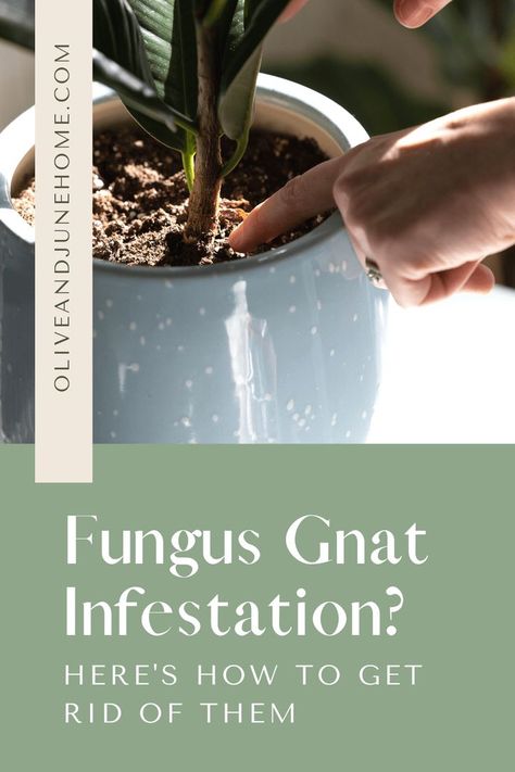 How To Get Rid Of Gnats, Getting Rid Of Nats, Plant Pests, Pests, Plant Fungus, Gnats In House Plants, Safe House Plants, Plant Care, Knats In Plants