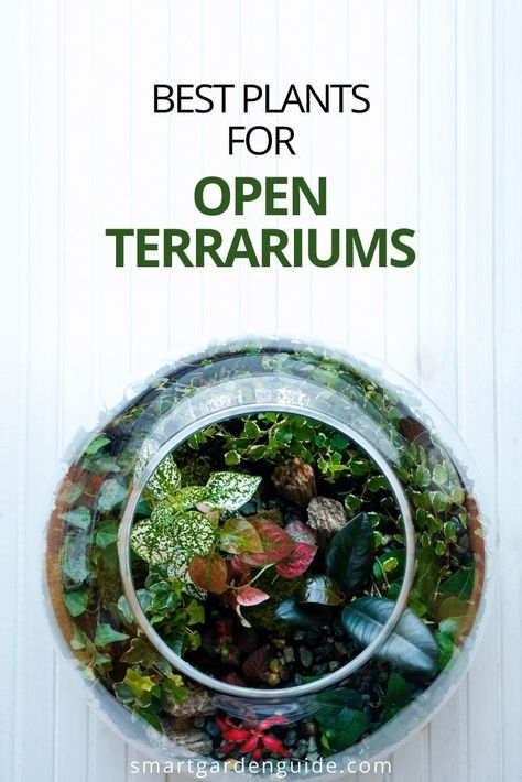 Outdoor, Gardening, Terrarium, Terrariums, Best Terrarium Plants, Plants For Terrariums, Diy Succulent Terrarium, Closed Terrarium Plants, Succulent Garden Diy